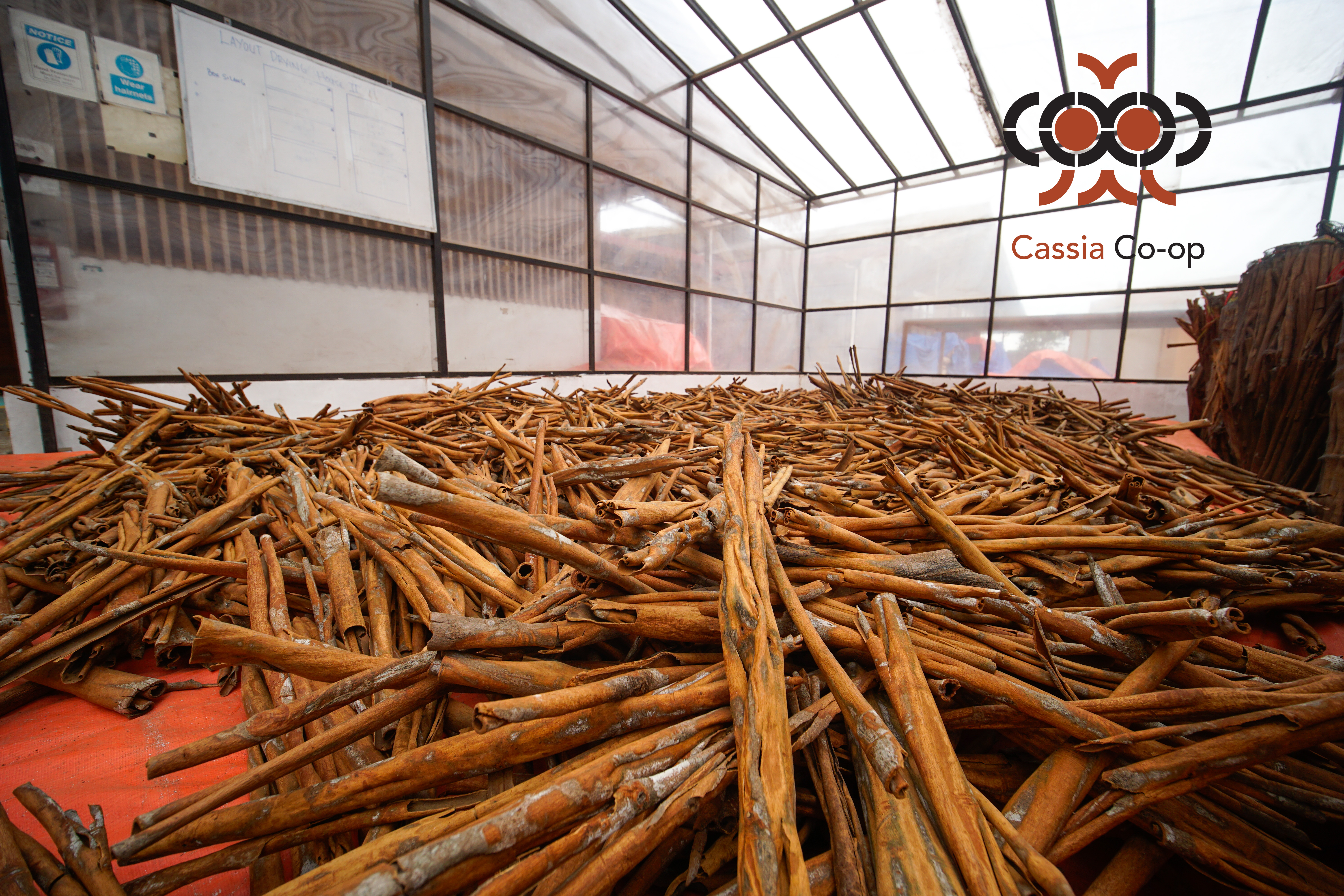 Cassia bark drying at Kerinci facility — sun-cured before grinding
